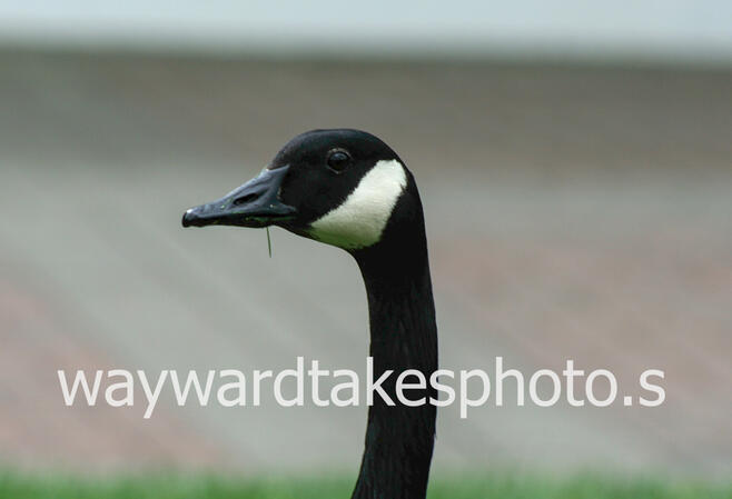 This is a close up picture of a goose, looking to the left of the viewer, with a piece of grass hanging from it's closed beak.